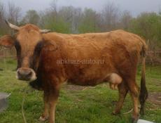 Корова с теленок 