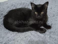 Отдаём кошку в добрые руки! 