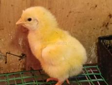 Цыплята  цветной бройлер