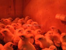 Цыплята  цветной бройлер