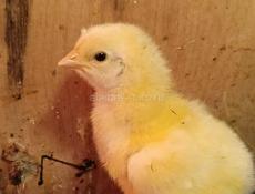 Цыплята  цветной бройлер
