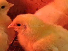 Цыплята  цветной бройлер