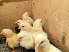 Цыплята  цветной бройлер