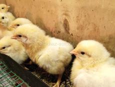 Цыплята  цветной бройлер