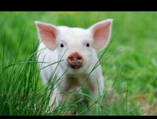 Продаю поросят 