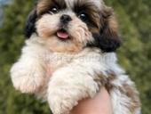 ЩЕНКИ ШИ ТЦУ 