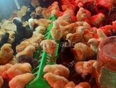 Здоровые цыплята ребро .