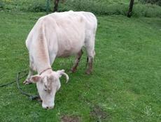 Продается корова 