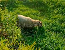 СРОЧНО ПРОДАЮТСЯ ОВЦЫ 🐑 