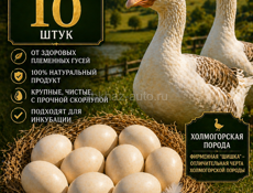 ПРЕМИУМ ГУСИНЫЕ ЯЙЦА 🥚
