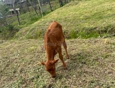 Теленок 3 месяца 