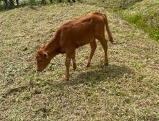 Теленок 3 месяца 