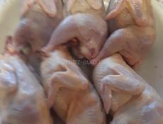 Чишеные перепелки 