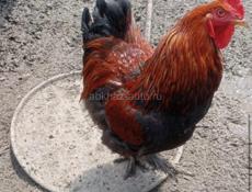 петухи Брама