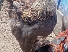 петухи Брама