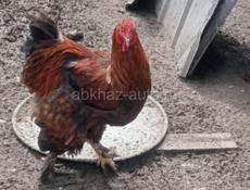 петухи Брама