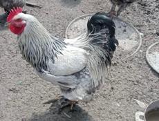 петухи Брама