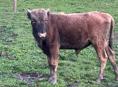Продаются бычок и двое свиней