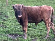 Продаются бычок и двое свиней