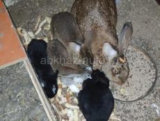 Кролики 
