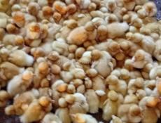 Продаются утки все по телефону р. Очамчира с. Илор