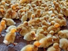 Продаются утки все по телефону р. Очамчира с. Илор