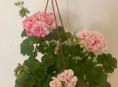 Продам сортовые Пеларгонии