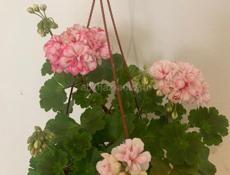 Продам сортовые Пеларгонии