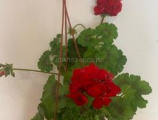 Продам сортовые Пеларгонии