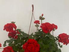 Продам сортовые Пеларгонии