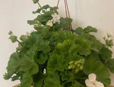 Продам сортовые Пеларгонии