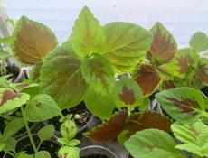 Продам сортовые Пеларгонии