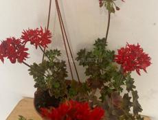 Продам сортовые Пеларгонии