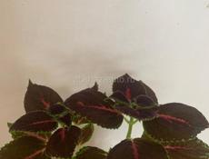 Продам сортовые Пеларгонии