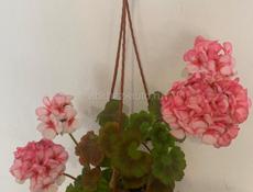 Продам сортовые Пеларгонии