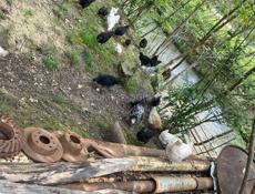 Продаются цыплята 