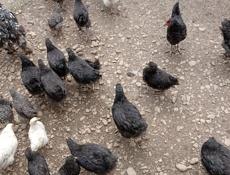 Продаются цыплята 