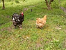 Продаются цыплята 