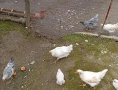 Продаются цыплята 