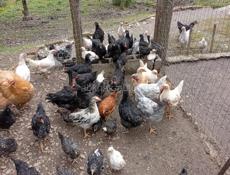 Продаются цыплята 