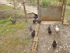 Продаются цыплята 