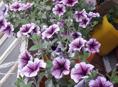 Продам рассаду петунии