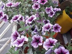 Продам рассаду петунии