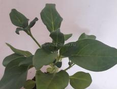 Продам рассаду петунии