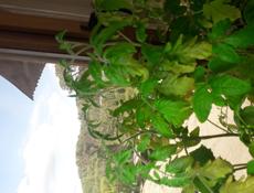 Продам рассаду томатов,перцев, баклажан