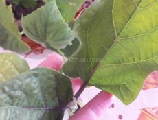 Продам рассаду томатов,перцев, баклажан