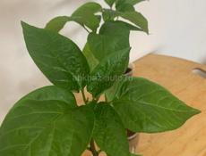 Продам рассаду томатов,перцев, баклажан