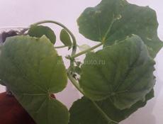 Продам рассаду томатов,перцев, баклажан