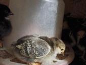 Продаются цыплята мясо яичной породы 10дней 