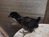 Продаются цыплята мясо яичной породы 2 нед